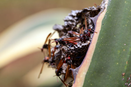 Paper wasps of the species Belonogaster juncea on the nest in East Africa.の写真素材