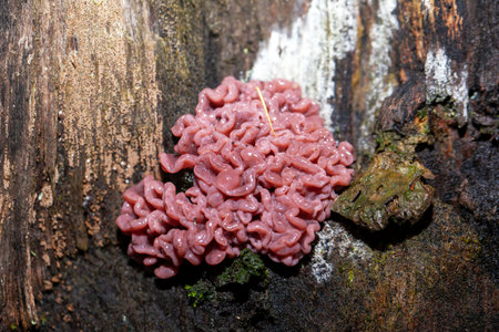 A jelly drop fungi, Ascocoryne sarcoides, on old woodの写真素材