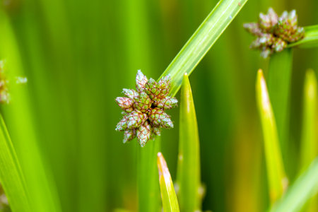 Flower head of a bog bulrush, Schoenoplectiella mucronataの写真素材