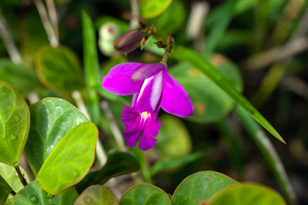 Flower of a Sobralia macrantha orchid.の写真素材