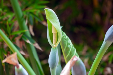 Flower of an American Taro plant, Xanthosoma sagittifoliumの写真素材