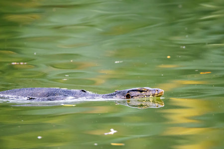 An Asian water monitor, Varanus salvator, swimming in a lake.の写真素材