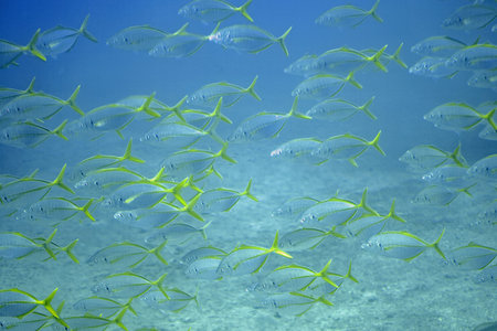 Swarm of white trevally fishes, Pseudocaranx dentex, in the Atlantic Ocean at the Canary Islands.