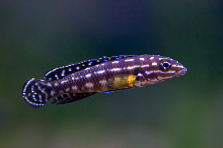 A spotted Julie cichlid, Julidochromis marlieriの写真素材