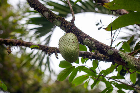 A graviola fruit on the tree, Annona muricataの写真素材