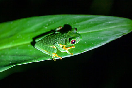 Red eyed tree frog, Agalychnis callidryas, on a branch, Costa Rica.
