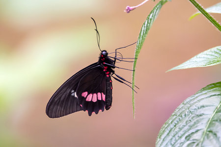 A Lysander cattleheart, Parides lysander, on a plant.