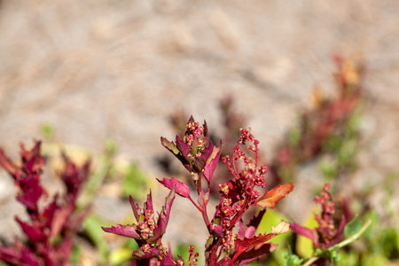Inflorescence of an oak-leaved goosefoot, Oxybasis glaucaの写真素材