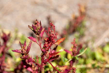 Inflorescence of an oak-leaved goosefoot, Oxybasis glaucaの写真素材