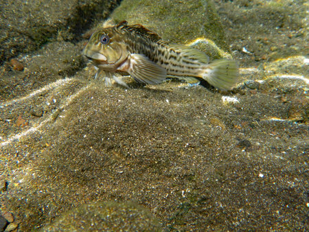 Underwater photo of a ringneck blenny, Parablennius pilicornis, on sandy substrate