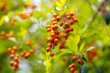 Fruits of a pigeon berry shrub, Duranta erecta