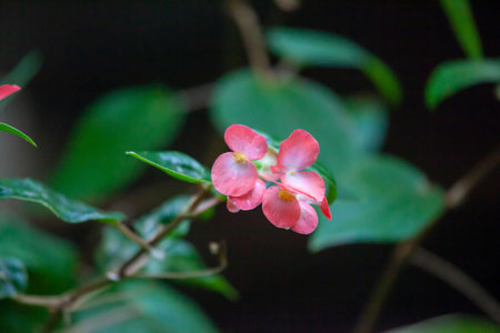 Blossom of a clubbed begonia, Begonia cucullataの写真素材