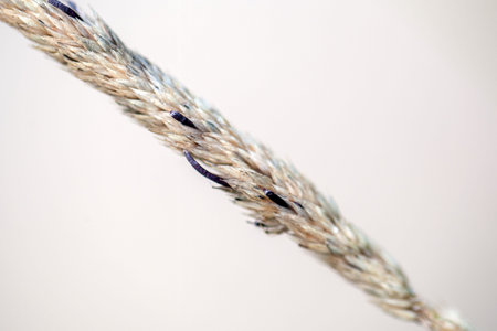 Macro photo of the ergot fungus Claviceps purpurea on a grass head.