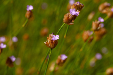 Flower of the pink species Petrorhagia proliferaの写真素材