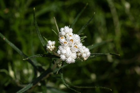 Blossoms of a triple-veined pearly everlasting, Anaphalis triplinervisの写真素材