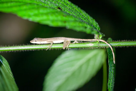 A small slender anole, Anolis fuscoauratus, on a plant.の写真素材