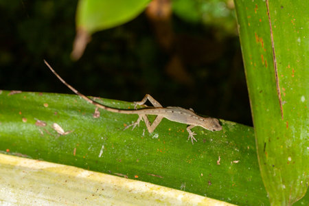 A small slender anole, Anolis fuscoauratus, on a plant.の写真素材