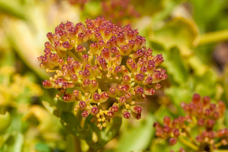 Flowers of an Astydamia latifolia plant, a species from the Canary Islands.
