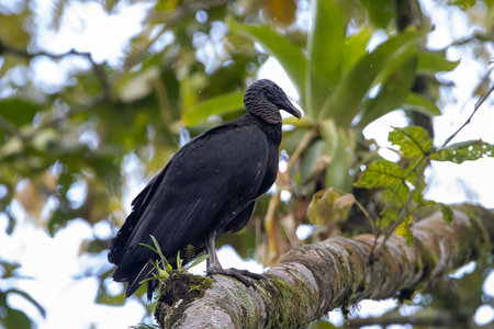 A black vulture, Coragyps atratus, on a branch.の写真素材