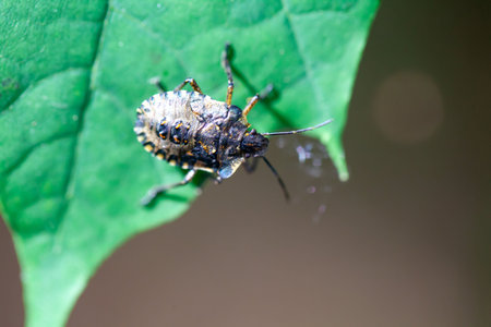 Forest bug, Pentatoma rufipes, on a plant.