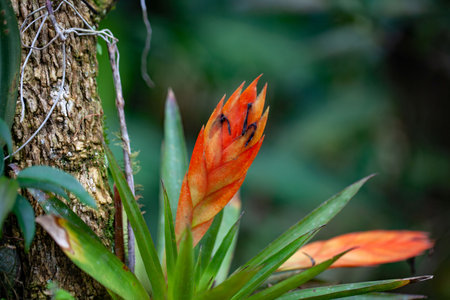 A Tillandsia multicaulis plant on a tree.の写真素材