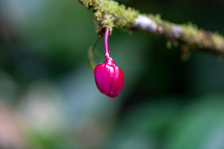 Bud of a Drymonia conchocalyx shrub.の写真素材