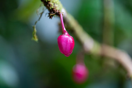 Bud of a Drymonia conchocalyx shrub.の写真素材