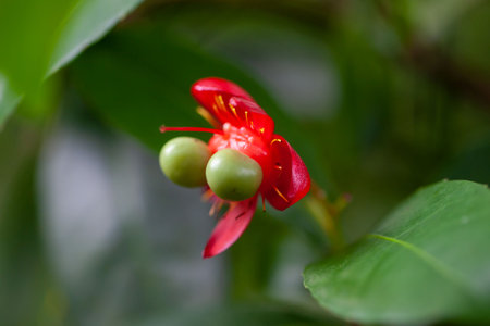 Berries of the ochna species Ochna multifloraの写真素材