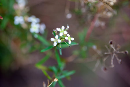 Flowers of the Lobularia species Lobularia canariensis from the Canary Islands.
