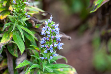 Inflorescence of the Echium species Echium callithyrsum