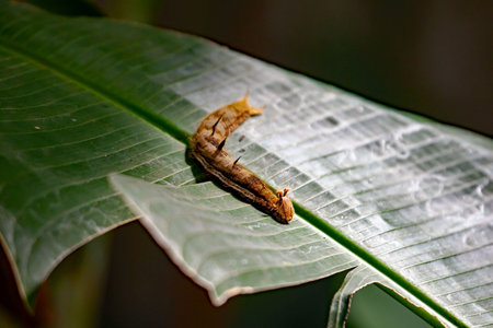 Caterpillar of a giant owl butterfly