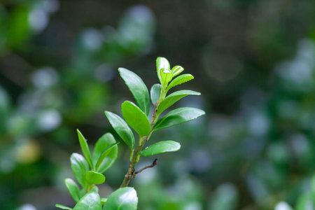 Foliage of a Japanese holly bush, Ilex crenata