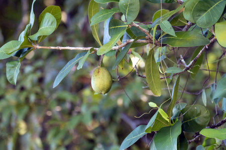 Fruits and foliage of an Amphitecna latifolia tree