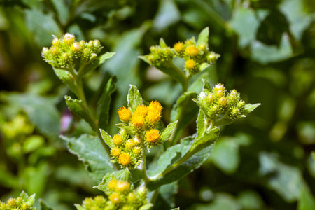 Flowers of an Inula thapsoides plant
