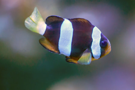 Clark's anemonefish, Amphiprion clarkia, with a dark background.の写真素材