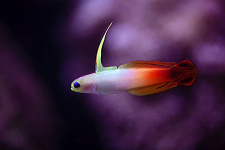 A fire goby, Nemateleotris magnifica.の写真素材