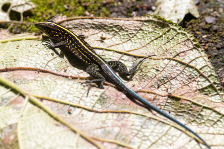 A Central American Ameiva, Holcosus festivus, on a forest floor.