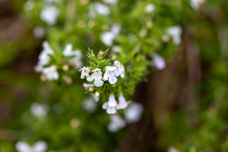Flowers of the savory species Satureja cuneifoliaの写真素材
