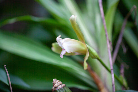 Flower of a Lycaste puntarenasensis orchid.の写真素材