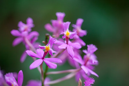 Flower of the crucifix orchid Epidendrum secundumの写真素材