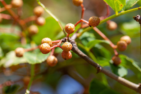Fruits of a Sichuan pepper shrub, Zanthoxylum bungeanum
