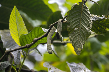 Fruits of the pepper plant species Piper prismaticumの写真素材