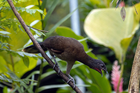 A grey-headed chachalaca, Ortalis cinereiceps, on a branch.の写真素材