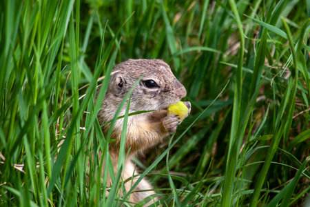 European ground squirrel, Spermophilus citellus, in a meadow.