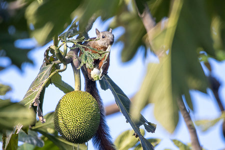 A variegated squirrel, Sciurus variegatoides, on a tree, Costa Rica.