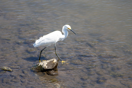 A snowy egret, Egretta thula, in shallow water of a river, Costa Rica.