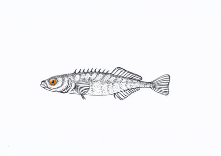 Hand made ink drawing of a ninespine stickleback, Pungitius pungitius