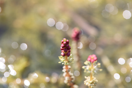 Macro photo of the inflorescence of a Eurasian watermilfoil, Myriophyllum spicatum
