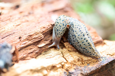 A Great Gray Slug, Limax maximus, on an old tree stump
