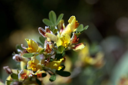 Blossoms of the broom species Cytisus leiocarpus